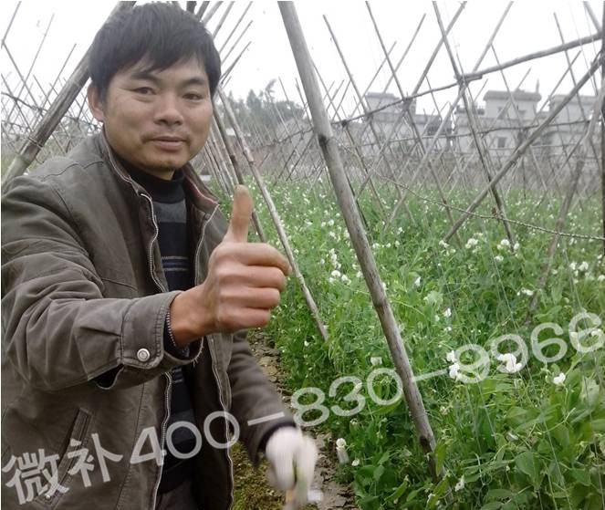 广东蔬菜种植户—— 浇施微补钙镁水溶肥,荷兰豆黄苗少、结豆好 广东蔬菜种植户—— 浇施微补钙镁水溶肥,荷兰豆黄苗少、结豆好