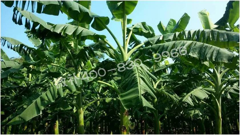 广东粉蕉种植户—— 粉蕉黄叶是病还是缺素? 广东粉蕉种植户—— 粉蕉黄叶是病还是缺素?