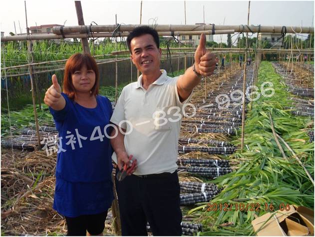 甘蔗要拔节好粗壮,省肥省药有办法吗? 甘蔗要拔节好粗壮,省肥省药有办法吗?