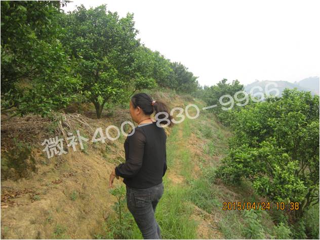 柑橘新梢抽发不齐、黄树怎么办? 柑橘新梢抽发不齐、黄树怎么办?