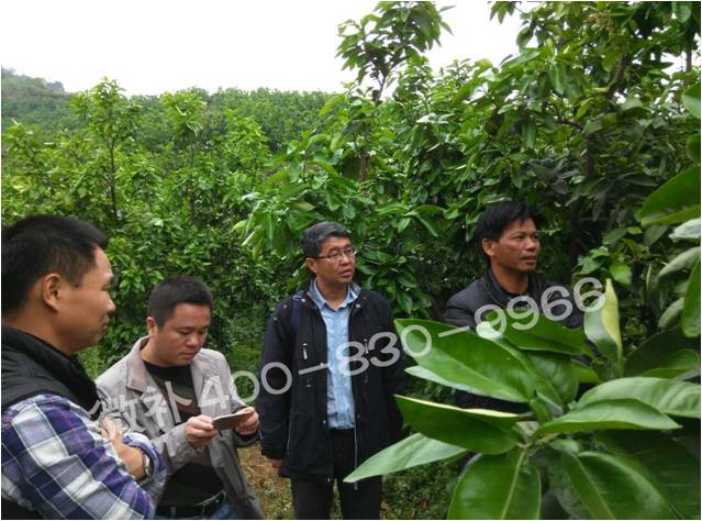 蜜柚缺钙镁黄叶花叶多怎么办? 蜜柚缺钙镁黄叶花叶多怎么办?