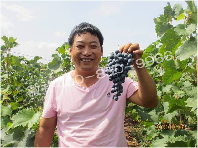 葡萄如何萌芽整齐,提高产量? 葡萄如何萌芽整齐,提高产量?