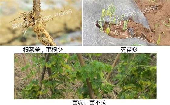 微补