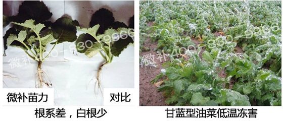 1苗期.jpg