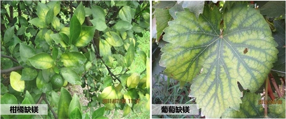 柑橘葡萄缺镁黄叶