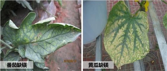 瓜果类蔬菜缺镁黄叶