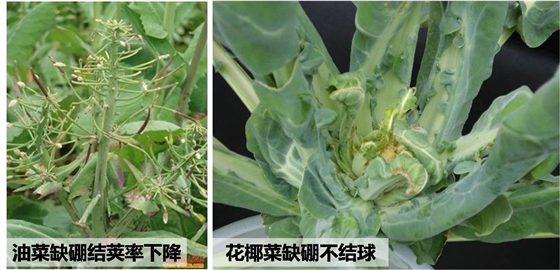 蔬菜缺硼产量低