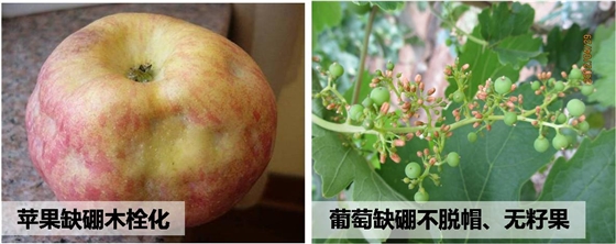 苹果缺硼木栓化
