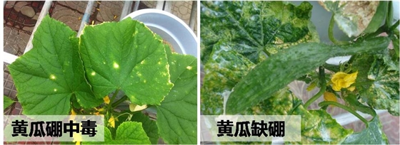 黄瓜硼中毒与缺硼症状相似