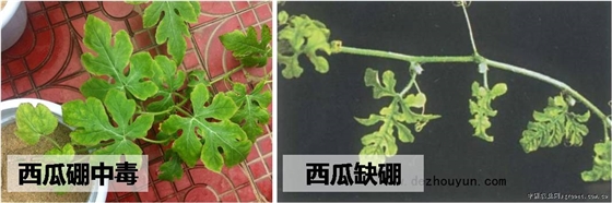 西瓜硼中毒与缺硼症状相似