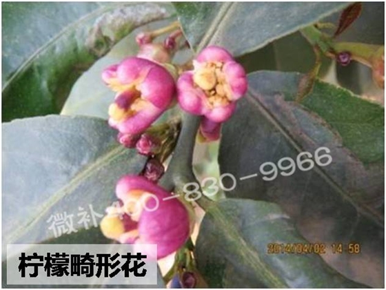 #微肥方案#柠檬如何促花，壮梢，提高坐果率？微补专家来支招