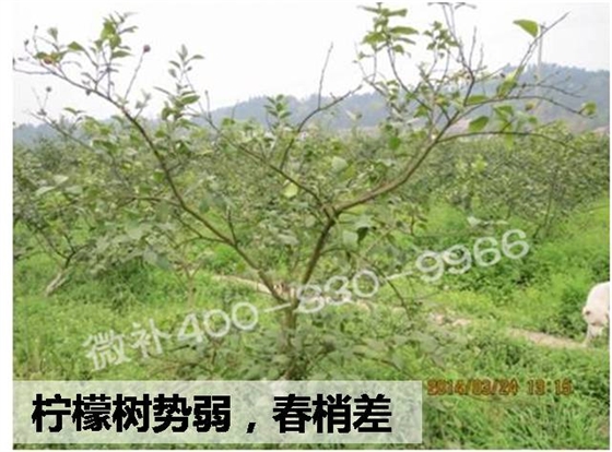 #微肥方案#柠檬如何促花，壮梢，提高坐果率？微补专家来支招