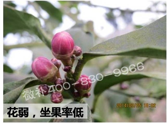 #微肥方案#柠檬如何促花，壮梢，提高坐果率？微补专家来支招