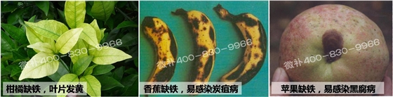#微肥课堂#微补为你浅析微量元素铁、锰、锌与病害的关系