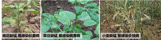 #微肥课堂#微补为你浅析微量元素铁、锰、锌与病害的关系