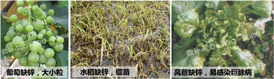 #微肥课堂#微补为你浅析微量元素铁、锰、锌与病害的关系