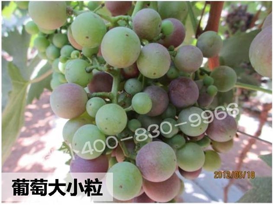 #微肥方案#微补果力+硼力，解决葡萄大小粒、无籽果问题