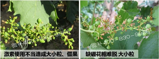 #微肥方案#微补果力+硼力，解决葡萄大小粒、无籽果问题