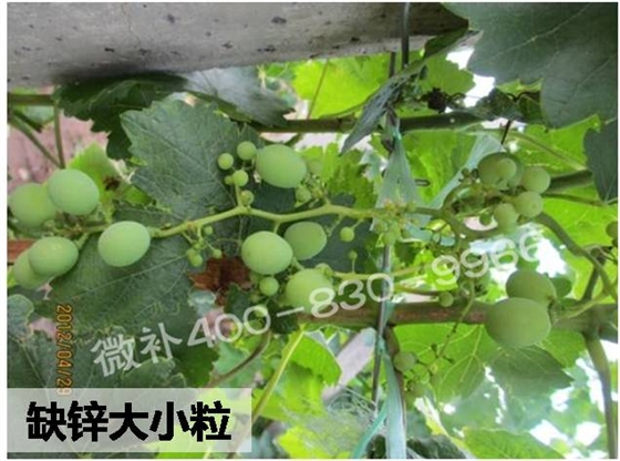 #微肥方案#微补果力+硼力，解决葡萄大小粒、无籽果问题