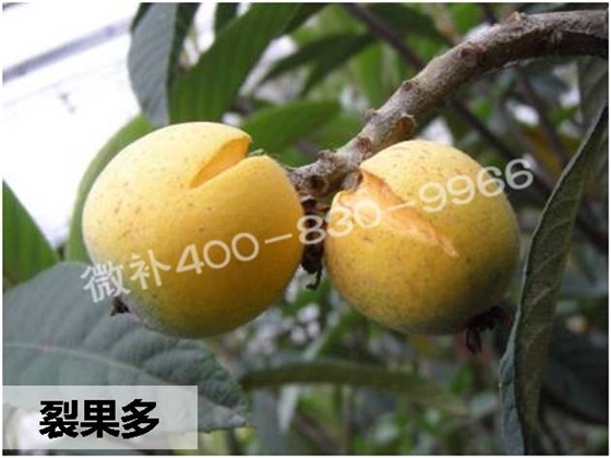 枇杷着色增甜有良方——用高钙磷钾的营养着色剂微补红果力