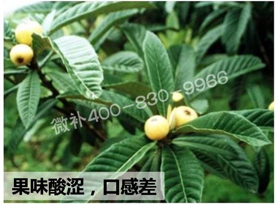 枇杷着色增甜有良方——用高钙磷钾的营养着色剂微补红果力