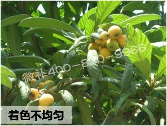 枇杷着色增甜有良方——用高钙磷钾的营养着色剂微补红果力