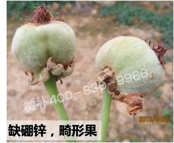 #微肥课堂#如何减少猕猴桃畸形果？——微补猕猴桃方案