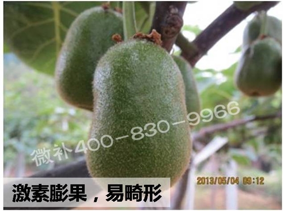 #微肥课堂#如何减少猕猴桃畸形果？——微补猕猴桃方案