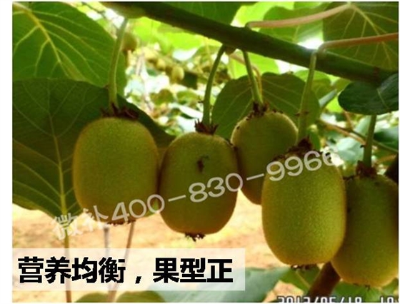 #微肥课堂#如何减少猕猴桃畸形果？——微补猕猴桃方案