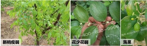 #微补方案#枣树萌芽期补钙补磷好处多，促根壮梢还壮花