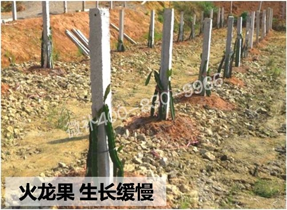 火龙果营养生长期如何促根壮蔓,储备开花坐果能量?补钙和磷是关键 火龙果营养生长期如何促根壮蔓,储备开花坐果能量?补钙和磷是关键