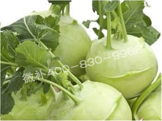 #补磷钙方案#根菜类蔬菜如何促进根茎膨大？