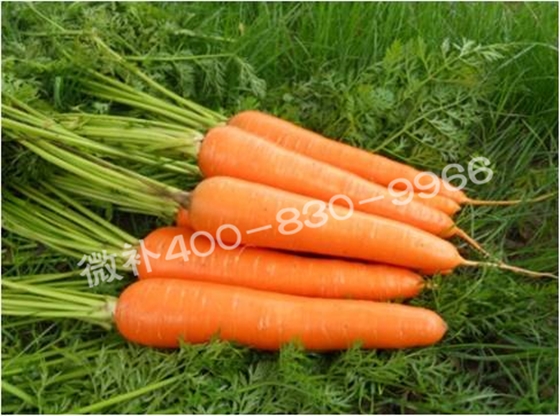 #补磷钙方案#根菜类蔬菜如何促进根茎膨大？