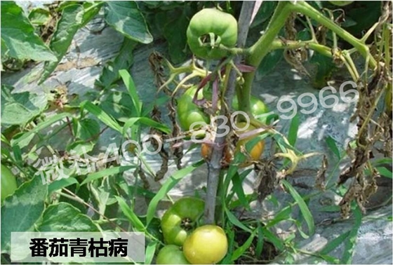 #微肥课堂#番茄青枯病真的是绝症吗？