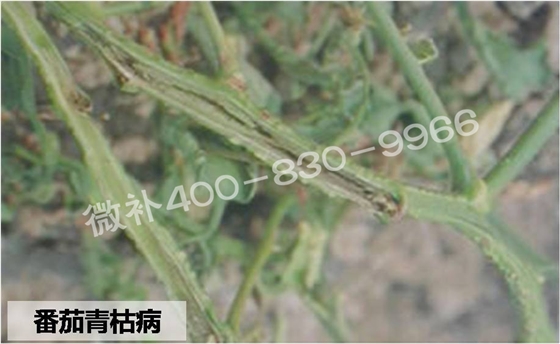 #微肥课堂#番茄青枯病真的是绝症吗？