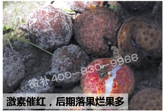 #磷钾钙肥方案#荔枝着色难，你不得不了解的原因