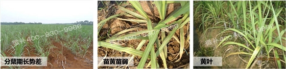 #微肥方案#促进甘蔗有效分蘖的三点管理措施