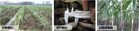 #微肥方案#促进甘蔗有效分蘖的三点管理措施