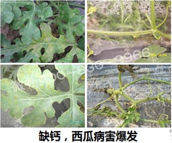 #微补钙肥课堂#钙对西瓜到底有多重要？