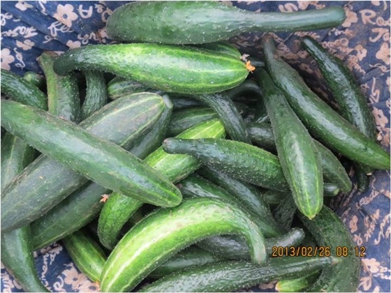 #微肥课堂#黄瓜味苦，天气or肥料，到底谁之过？