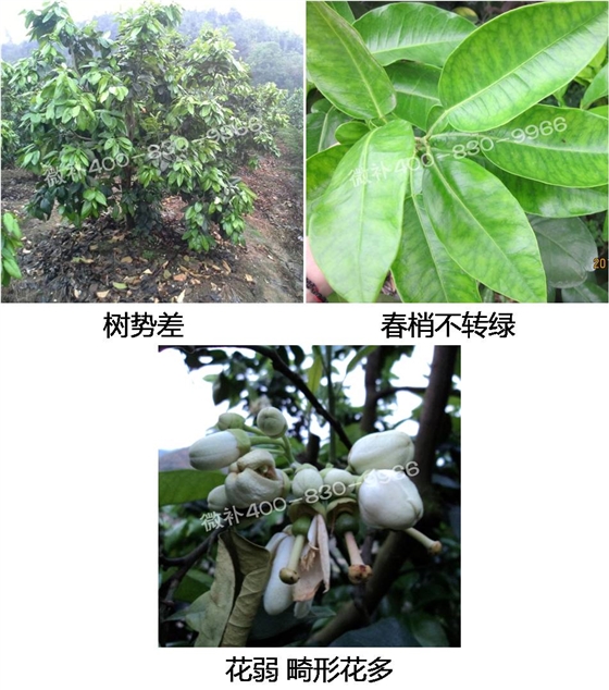 微补