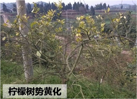 柠檬黄叶、落叶问题如何解？