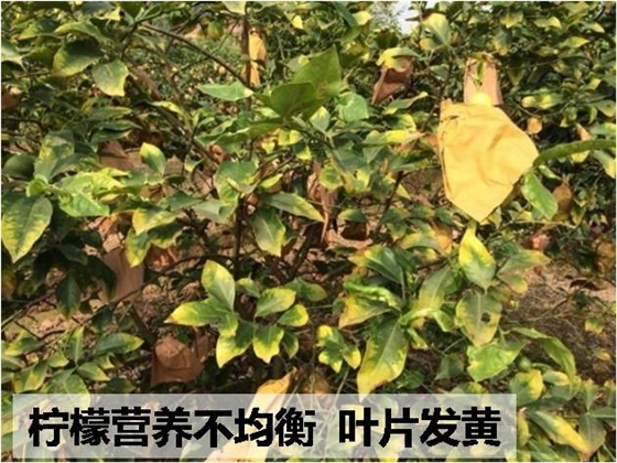 柠檬黄叶、落叶