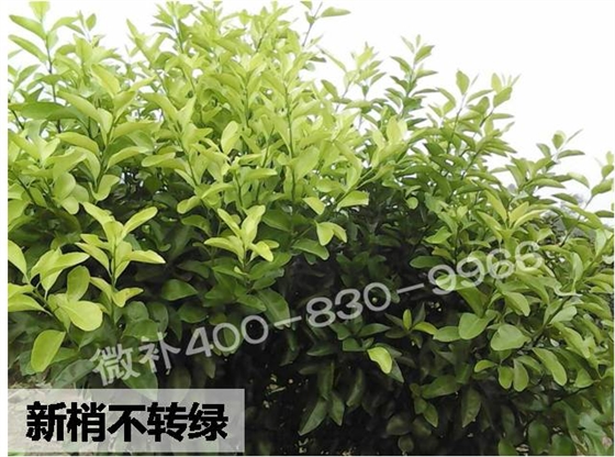 柑橘新梢不转绿