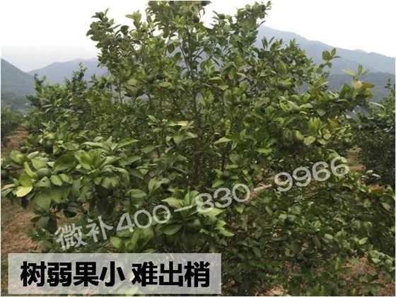 柑橘树弱果小难出梢