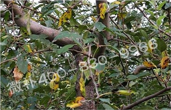 苹果黄叶、落叶问题多,原因在哪里? 苹果黄叶、落叶问题多,原因在哪里?