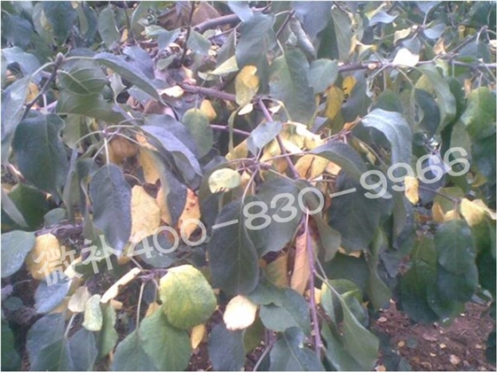 苹果黄叶、落叶问题多,原因在哪里? 苹果黄叶、落叶问题多,原因在哪里?