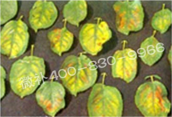 苹果缺镁黄叶 苹果缺镁黄叶