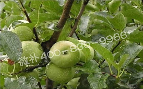 苹果黄叶、落叶问题多,原因在哪里? 苹果黄叶、落叶问题多,原因在哪里?