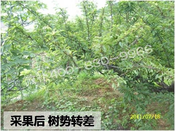 桃李采果后树势差